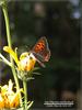 작은주홍부전나비(Lycaena phlaeas)