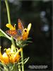 작은주홍부전나비(Lycaena phlaeas)