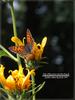 작은주홍부전나비(Lycaena phlaeas)