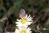 남방부전나비 Pseudozizeeria maha (Pale Grass Blue Butterfly)