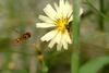 호리꽃등에 Episyrphus balteatus (Marmelade hoverfly)