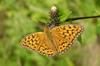 풀표범나비 Speyeria aglaja (Dark Green Fritillary)