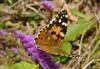 작은멋쟁이나비 Cynthia cardui Linnaeus (Painted Lady)