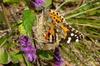 작은멋쟁이나비 Cynthia cardui Linnaeus (Painted Lady)