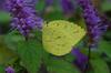 남방노랑나비 Eurema hecabe (Common Grass Yellow)