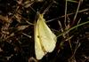 노랑나비 Colias erate (Eastern Pale Clouded Yellow)