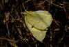 노랑나비 Colias erate (Eastern Pale Clouded Yellow)