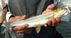 눈불개 Squaliobarbus curriculus (Barbel Chub)