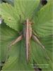 각시메뚜기(Patanga japonica Bolivar)