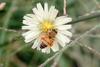 꿀벌(양봉) Apis mellifera (Western Honeybee)