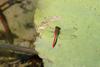 두점박이좀잠자리(수컷) Sympetrum eroticum (Darter Dragonfly)