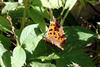 네발나비 Polygonia c-aureum (Asian Comma Butterfly)