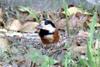 곤줄박이 Parus varius (Varied Tit)