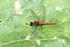 두점박이좀잠자리(수컷) Sympetrum eroticum (Darter Dragonfly)