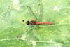 두점박이좀잠자리(수컷) Sympetrum eroticum (Darter Dragonfly)