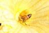 꿀벌(양봉) Apis mellifera (Western Honeybee)