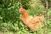 닭(암탉) Gallus gallus domesticus (Domestic Chicken)