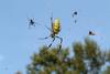 무당거미 Nephila clavata (Golden Orb-web Spider)