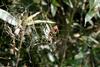 무당거미 Nephila clavata (Golden Orb-web Spider)
