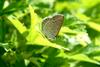 남방부전나비 Pseudozizeeria maha (Pale Grass Blue Butterfly)