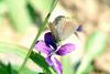 남방부전나비 Pseudozizeeria maha (Pale Grass Blue Butterfly)