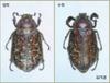 멸종위기 야생 동·식물 Ⅰ급《곤충류》: 수염풍뎅이 Polyphylla laticollis manchurica