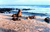Galapagos sea lion (Zalophus californianus wollebaeki)