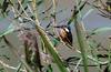 먼 길 떠날 채비 / 물총새 | 물총새 Alcedo atthis bengalensis (Common Kingfisher)