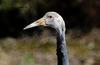 나는 누구일까요...? | 어린 재두루미 Grus vipio (white-naped crane)