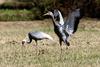 자꾸 날고 싶은 어린 재두루미 | 어린 재두루미 Grus vipio (white-naped crane)