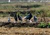 들판의 노래자랑 | 재두루미 Grus vipio (white-naped crane)