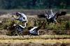 춤추는 재두루미 | 재두루미 Grus vipio (white-naped crane)