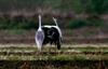 재두루미의 2중창 | 재두루미 Grus vipio (white-naped crane)