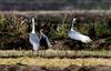 아가야, 이렇게 우는 거란다. | 재두루미 Grus vipio (white-naped crane)