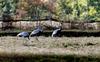 재두루미와 가을 | 재두루미 Grus vipio (white-naped crane)