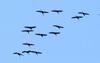 창공을 수 놓는 재두루미의 아름다운 비행 | 재두루미 Grus vipio (white-naped crane)