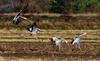 사뿐 착륙하기 | 재두루미 Grus vipio (white-naped crane)