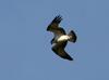 철원의 물수리 | 물수리 Pandion haliaetus (Osprey)