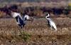 내 춤 어때요...? | 재두루미 Grus vipio (white-naped crane)