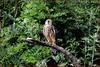 황조롱이 어린새 | 황조롱이 Falco tinnunculus (Common Kestrel)