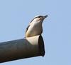 동고비 | 동고비 Sitta europaea (Eurasian Nuthatch)