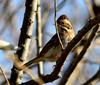 쑥새 | 쑥새 Emberiza rustica (Rustic Bunting)