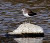 민물도요 | 민물도요 Calidris alpina (Dunlin)