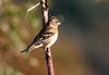 도연암 되새  | 되새 Fringilla montifringilla (Brambling)