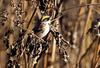 노랑턱멧새 | 노랑턱멧새 Emberiza elegans (Yellow -throated Bunting)