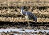 캐나다 두루미..? | 캐나다두루미 Grus canadensis (Sandhill Crane)