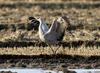 캐나다 두루미..? | 캐나다두루미 Grus canadensis (Sandhill Crane)