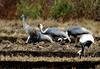 캐나다 두루미..? | 캐나다두루미 Grus canadensis (Sandhill Crane)