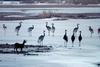 풀 먹는 짐승은 어찌 아는지, | 재두루미 Grus vipio (white-naped crane)