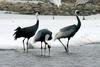 물가에서 먹이활동도 함께 하고 | 흑두루미 Grus monacha (Hooded Crane)